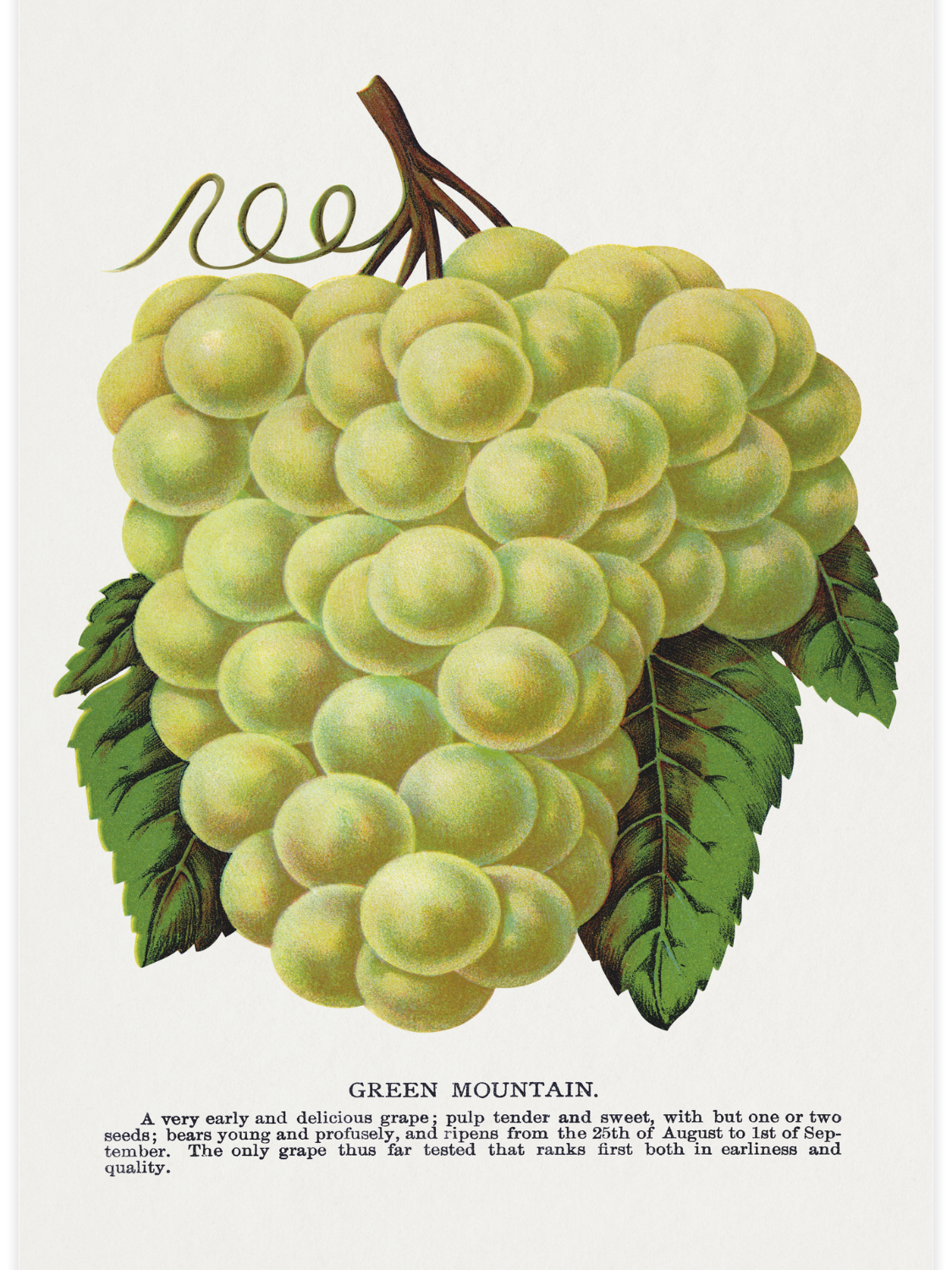 Bild på Green Mountain Grape