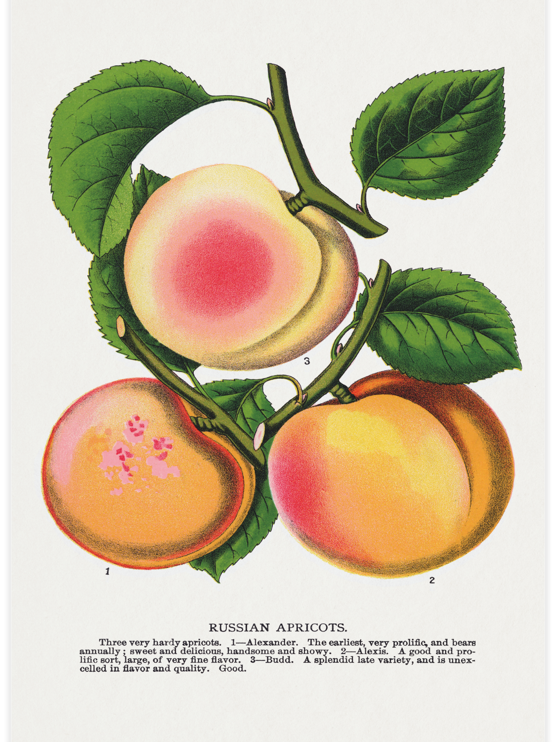 Bild på Russian Apricots