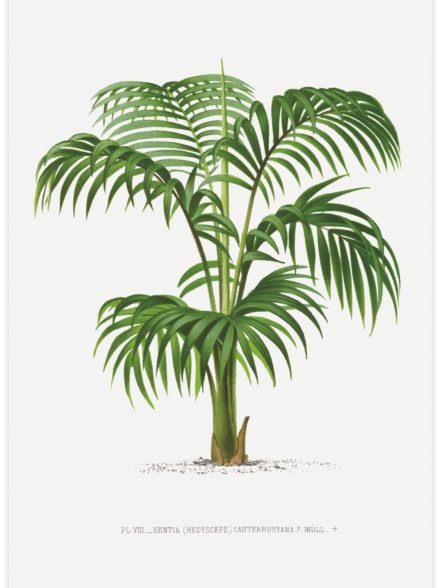 Bild på Vintage palm tree illustration No.1