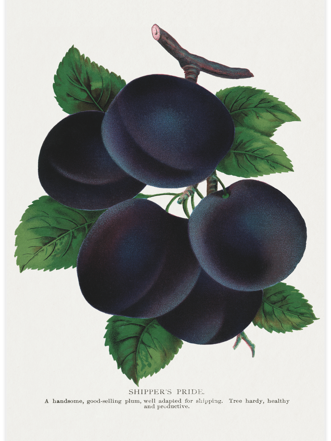 Bild på Shippers Pride Plum