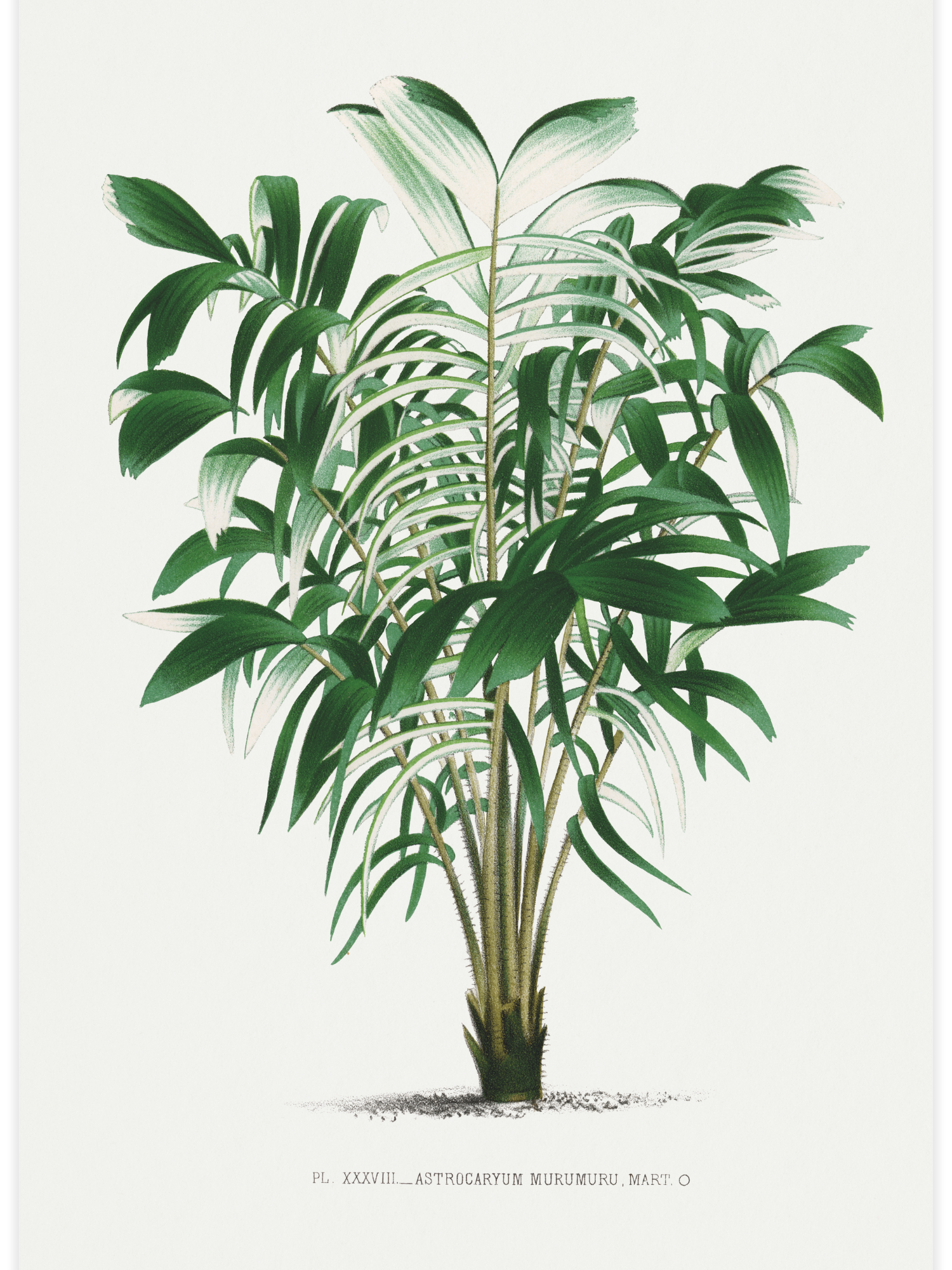 Bild på Vintage palm tree illustration No.3