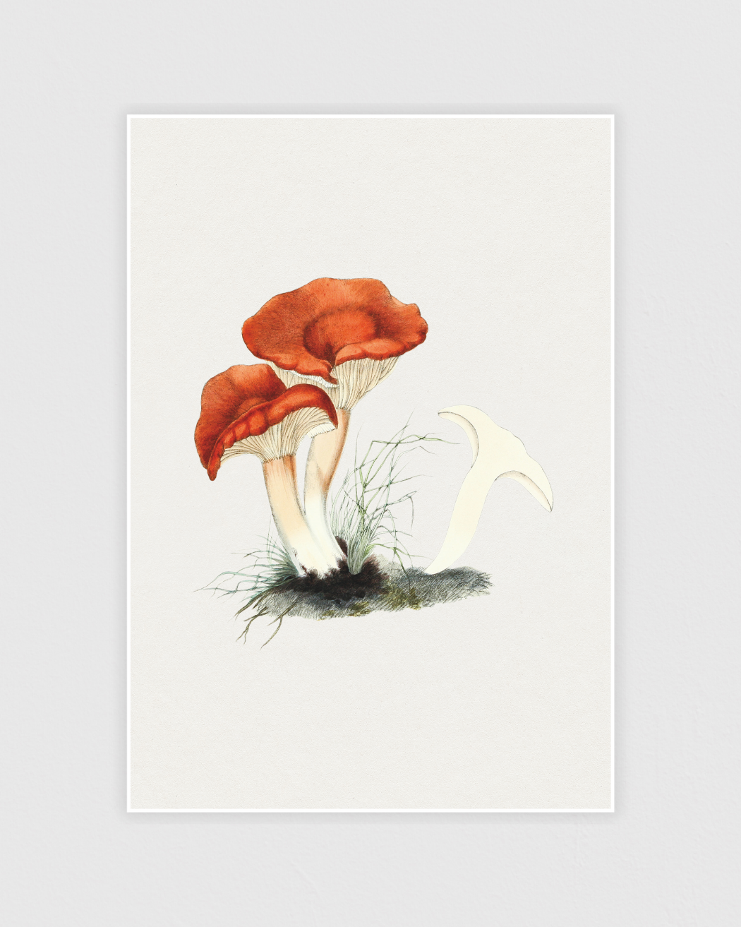 Bild på Rufous milkcap