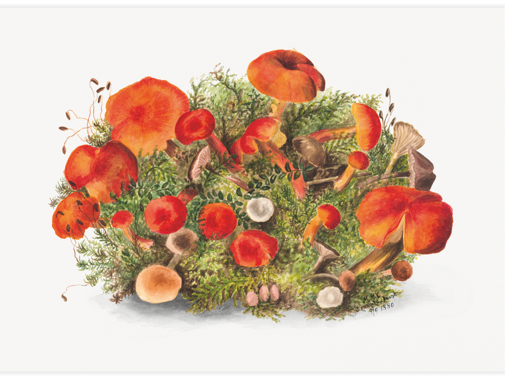 Bild på Study of Mushrooms