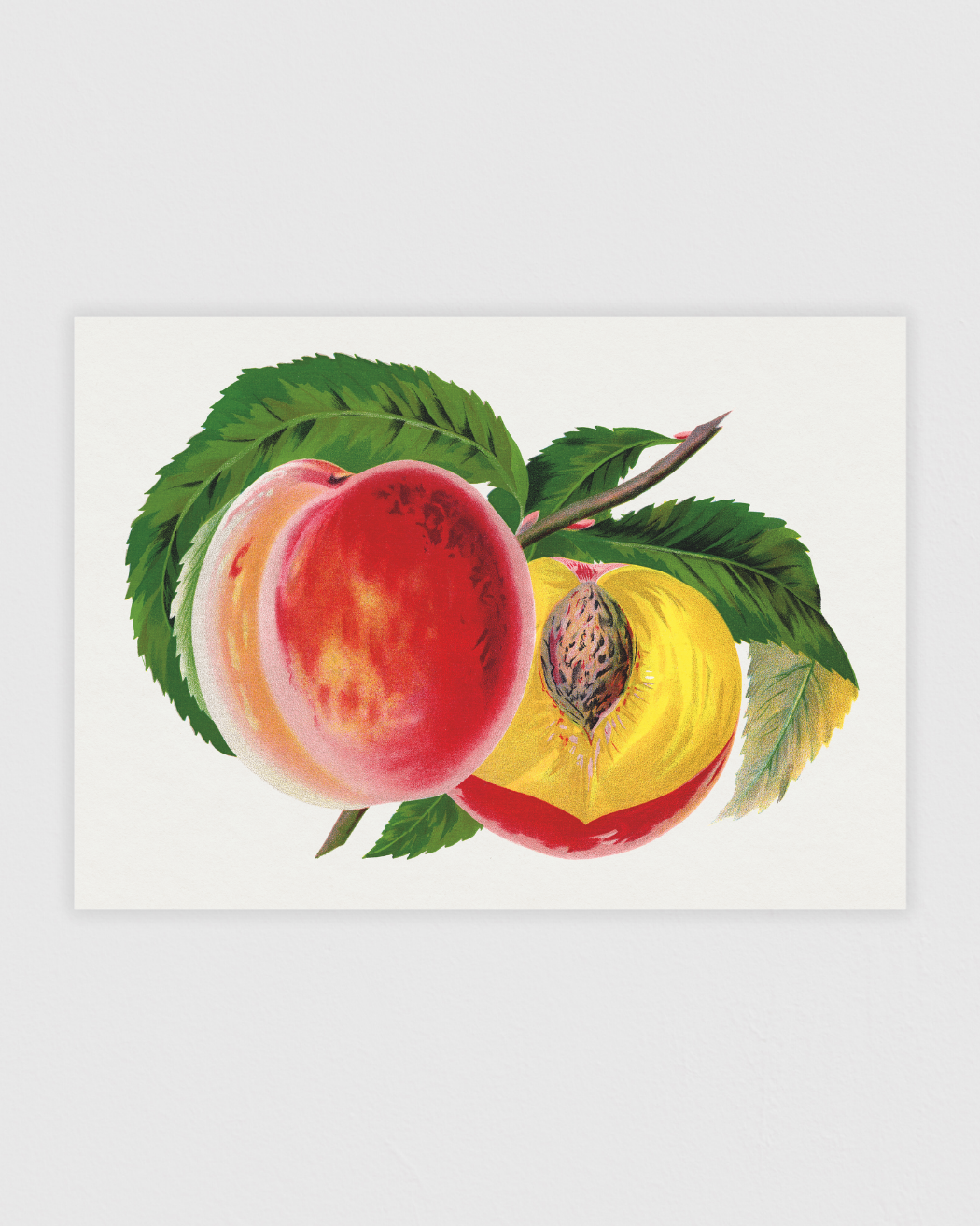 Bild på Hale's Hardy Peach