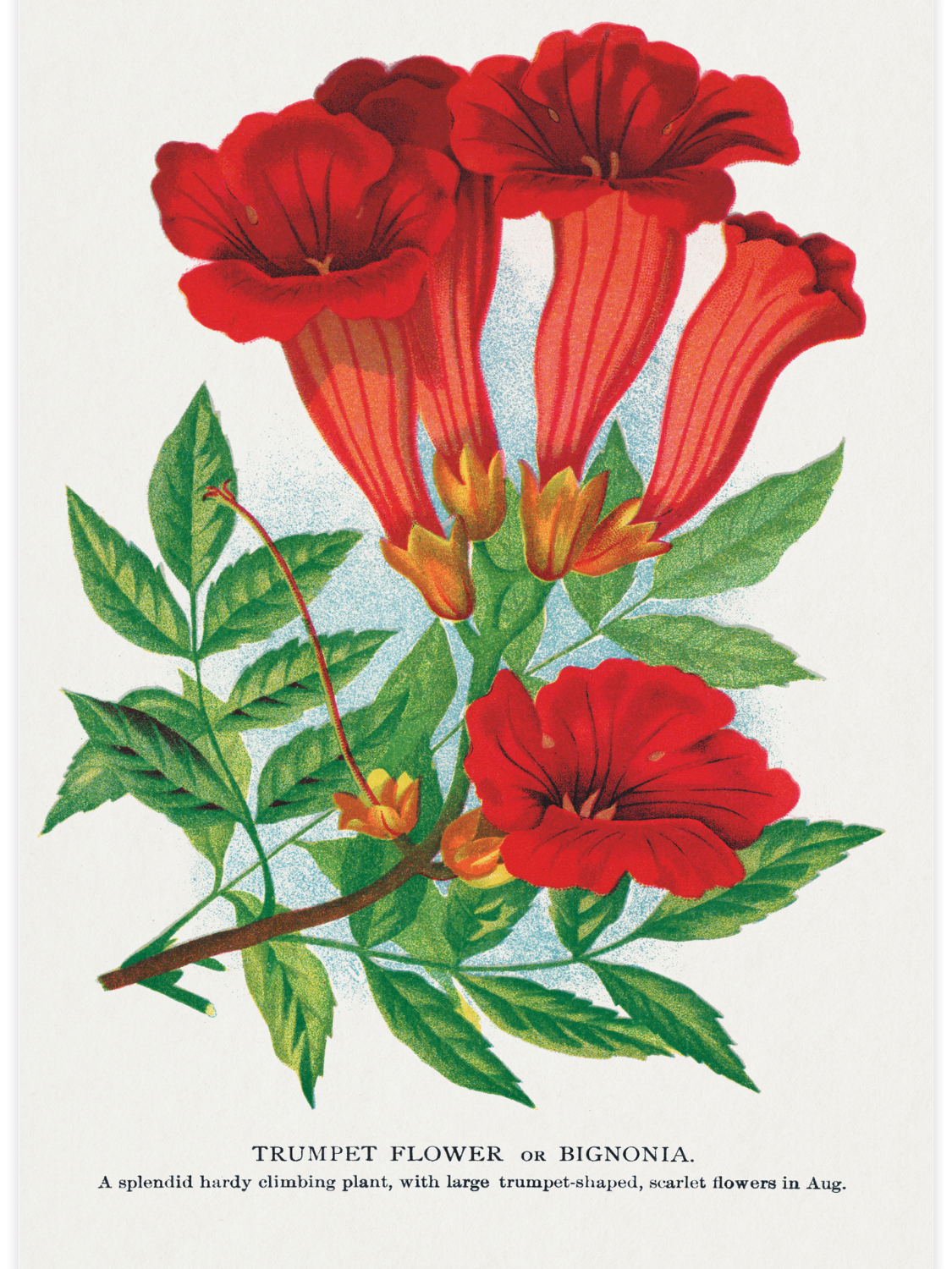 Bild på Trumpet Flower or Bignonia