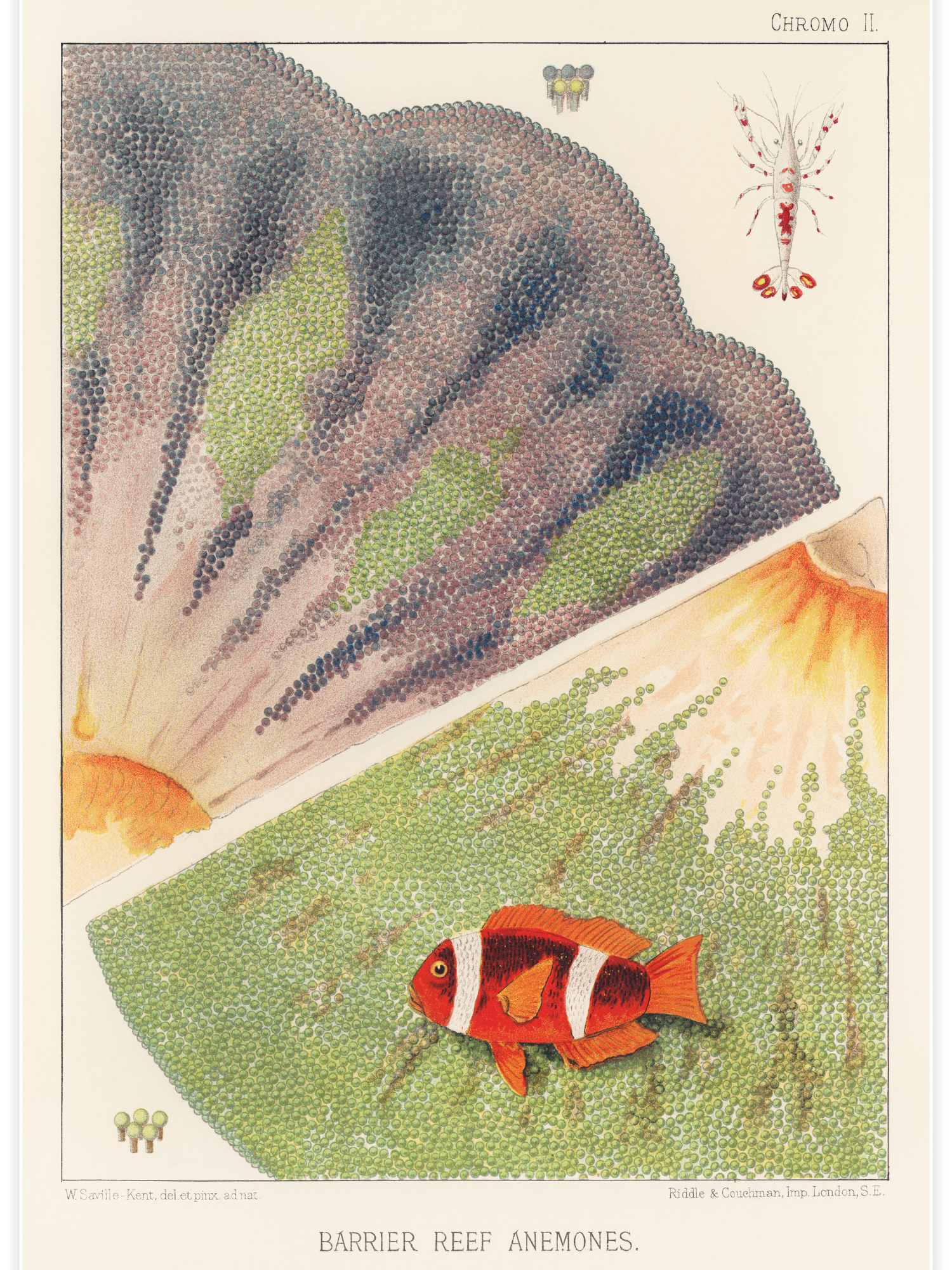 Bild på Barrier Reef Anemones