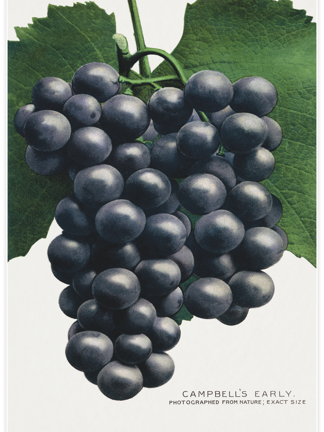 Bild på Campbell's Early grape