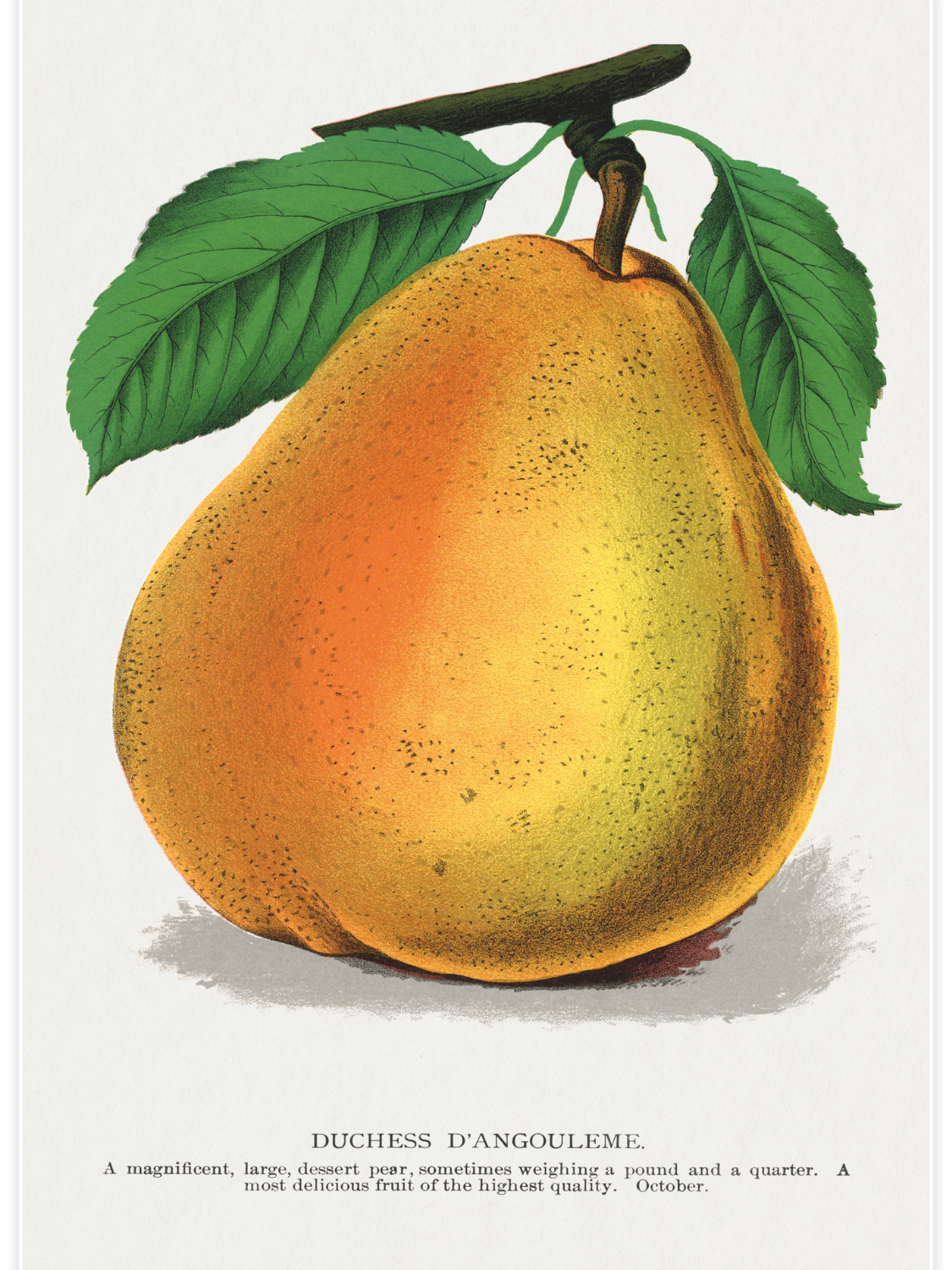 Bild på Duchess D’Angouleme Pear