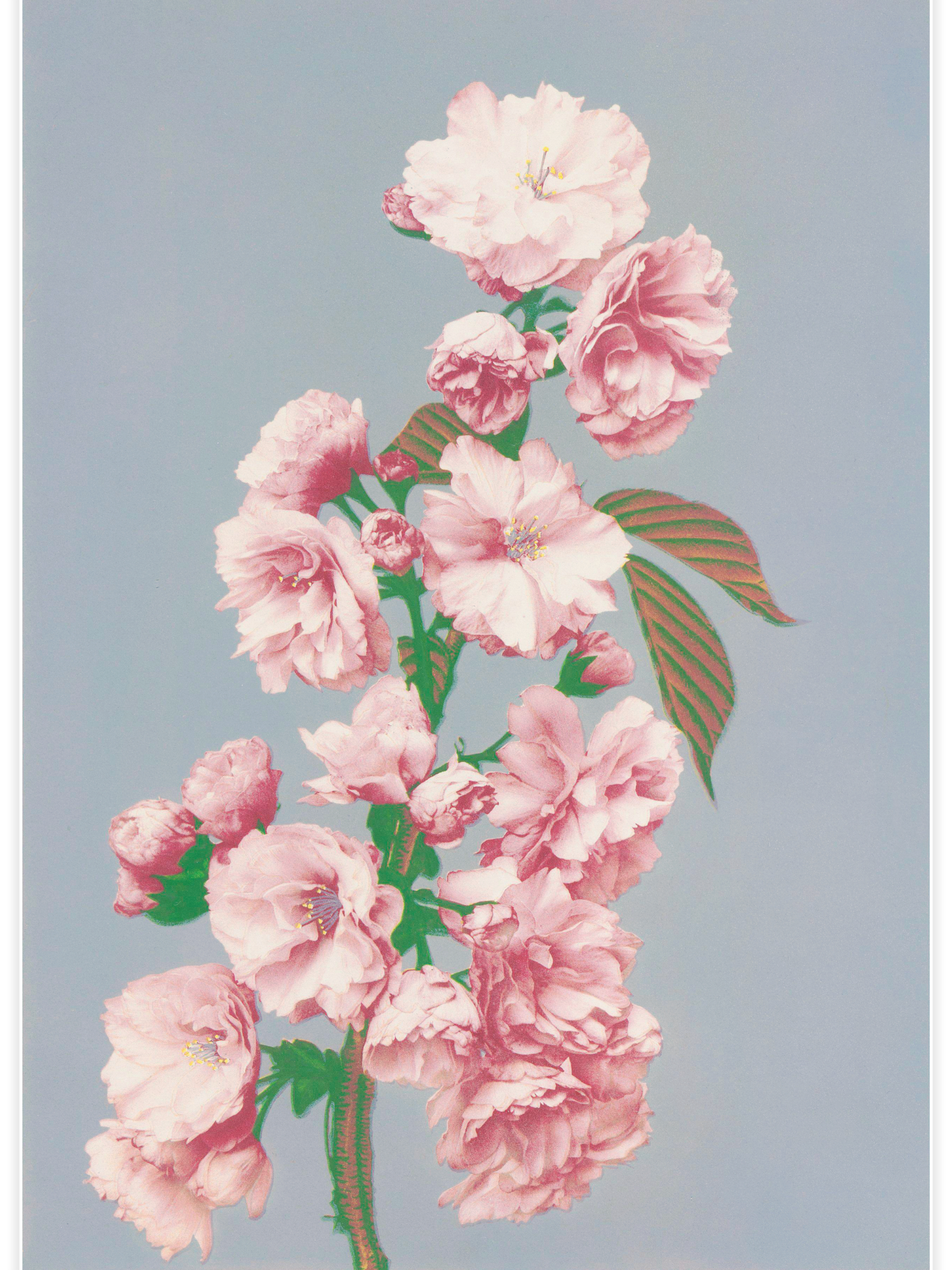 Bild på Cherry Blossom