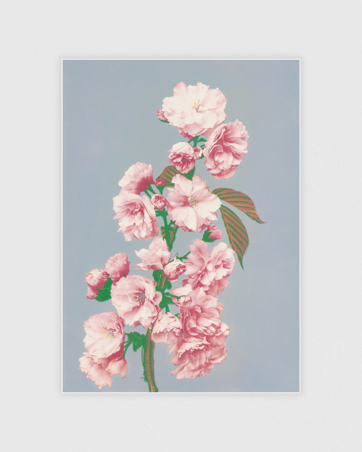 Bild på Cherry Blossom