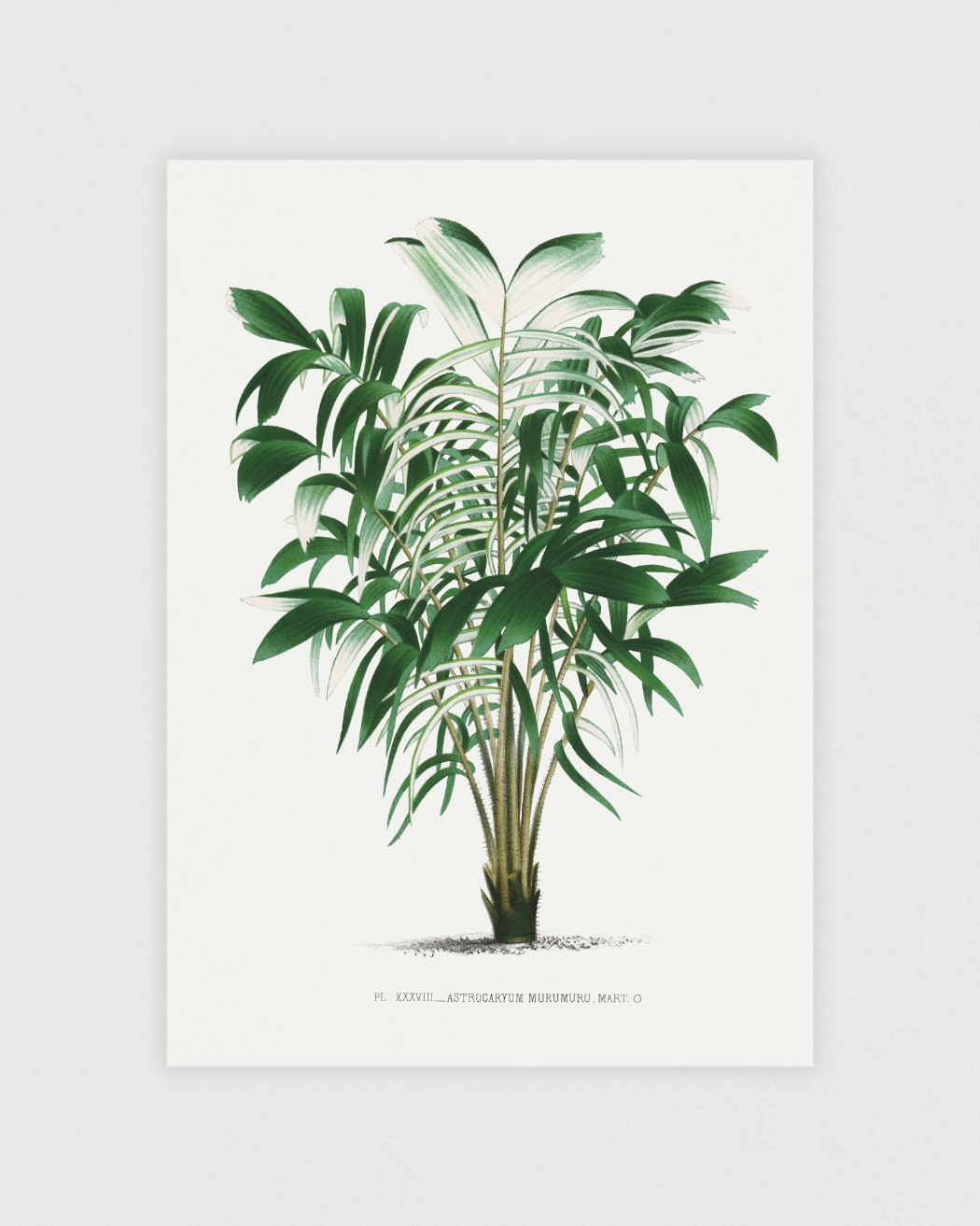 Bild på Vintage palm tree illustration No.3