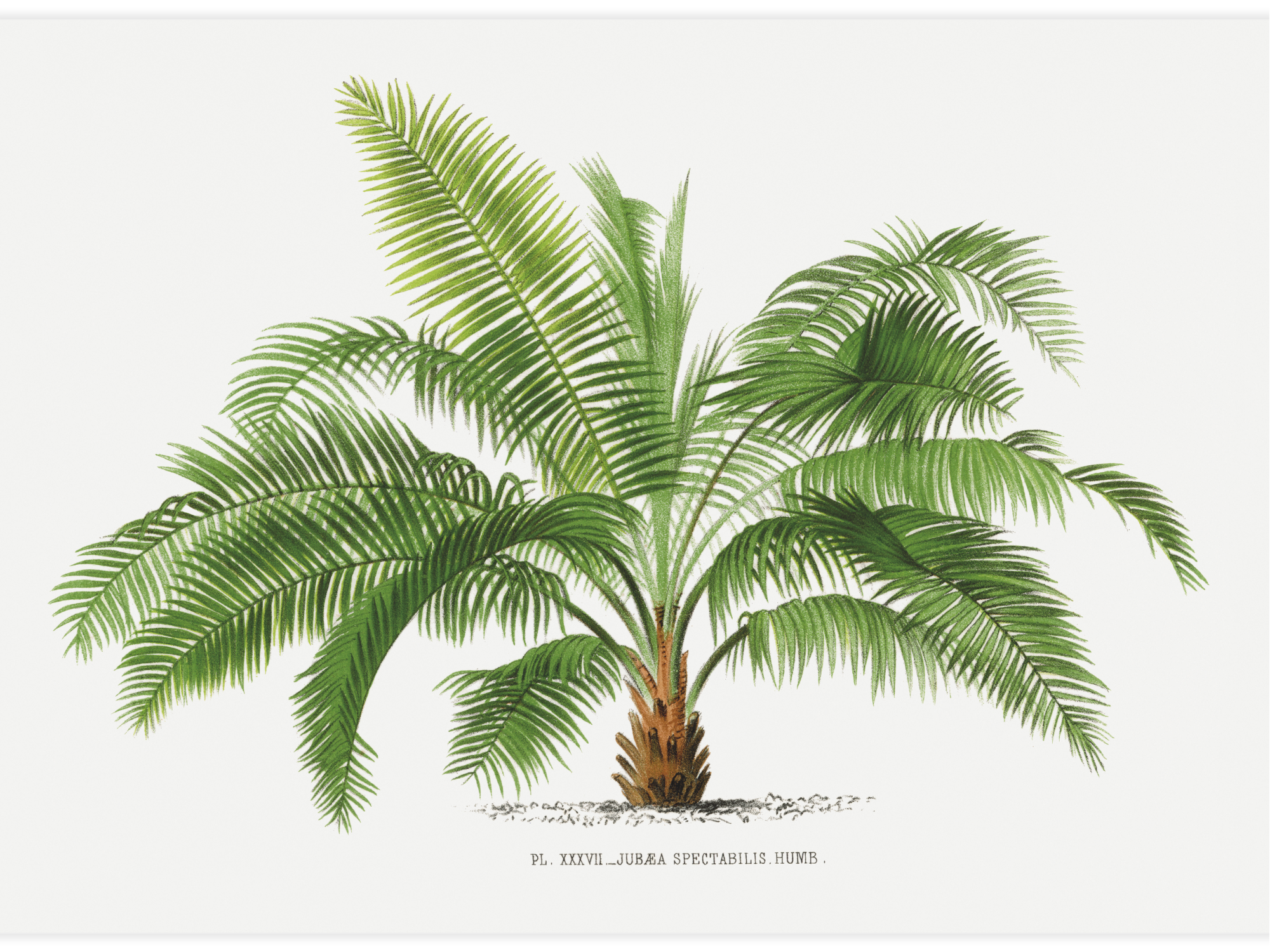 Bild på Vintage palm tree illustration No.2