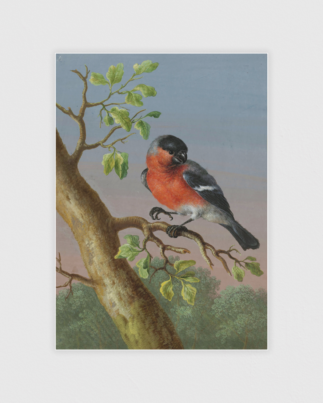 Bild på Eurasian Bullfinch