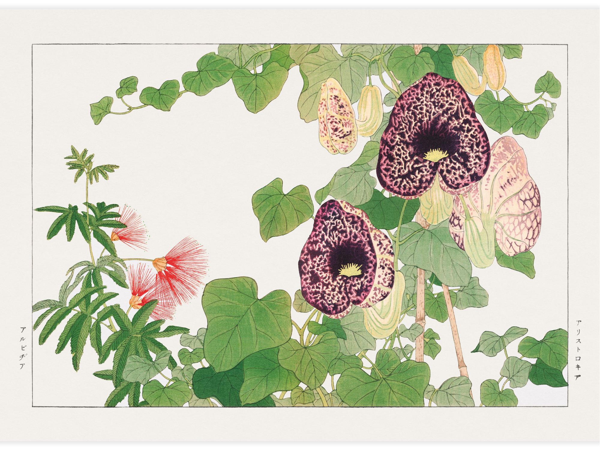 Bild på Albizia & Aristolochia flower