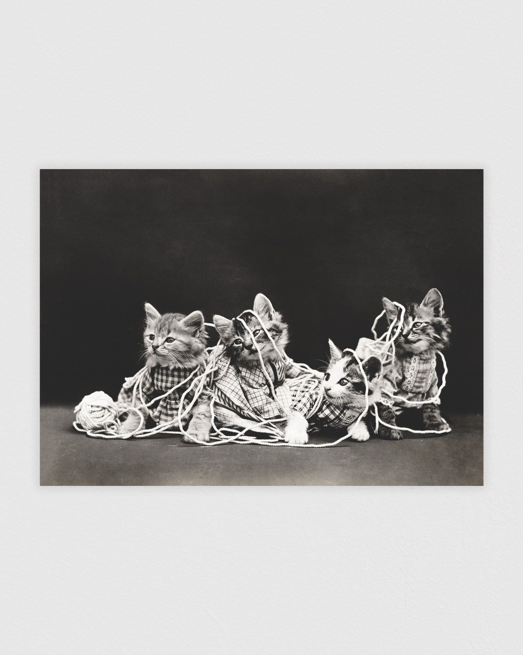 Bild på The entanglement