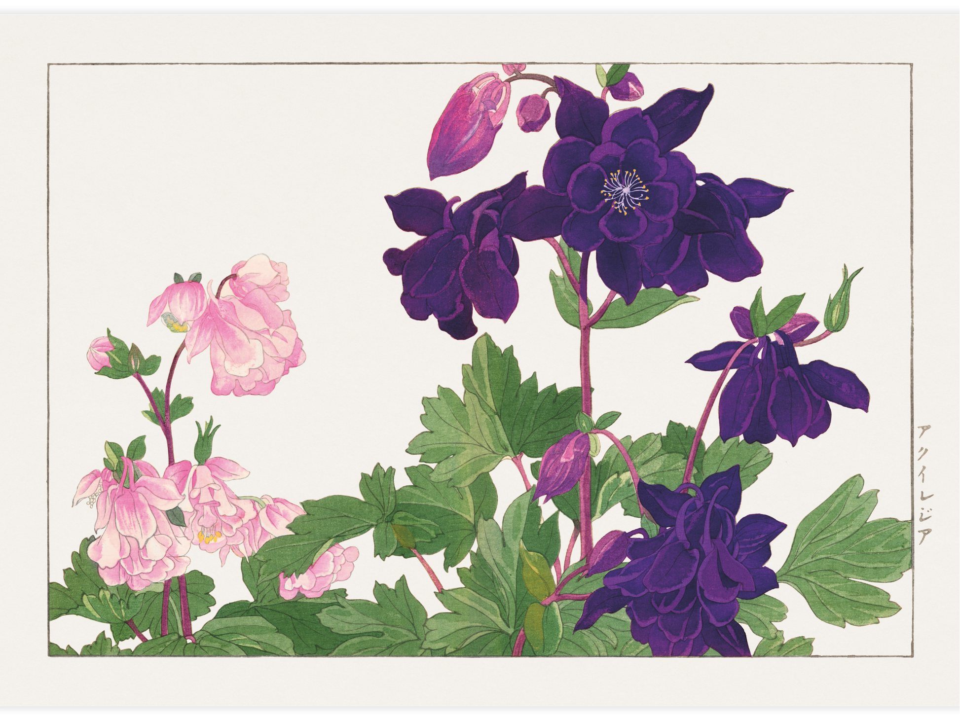 Bild på Aquilegia flower