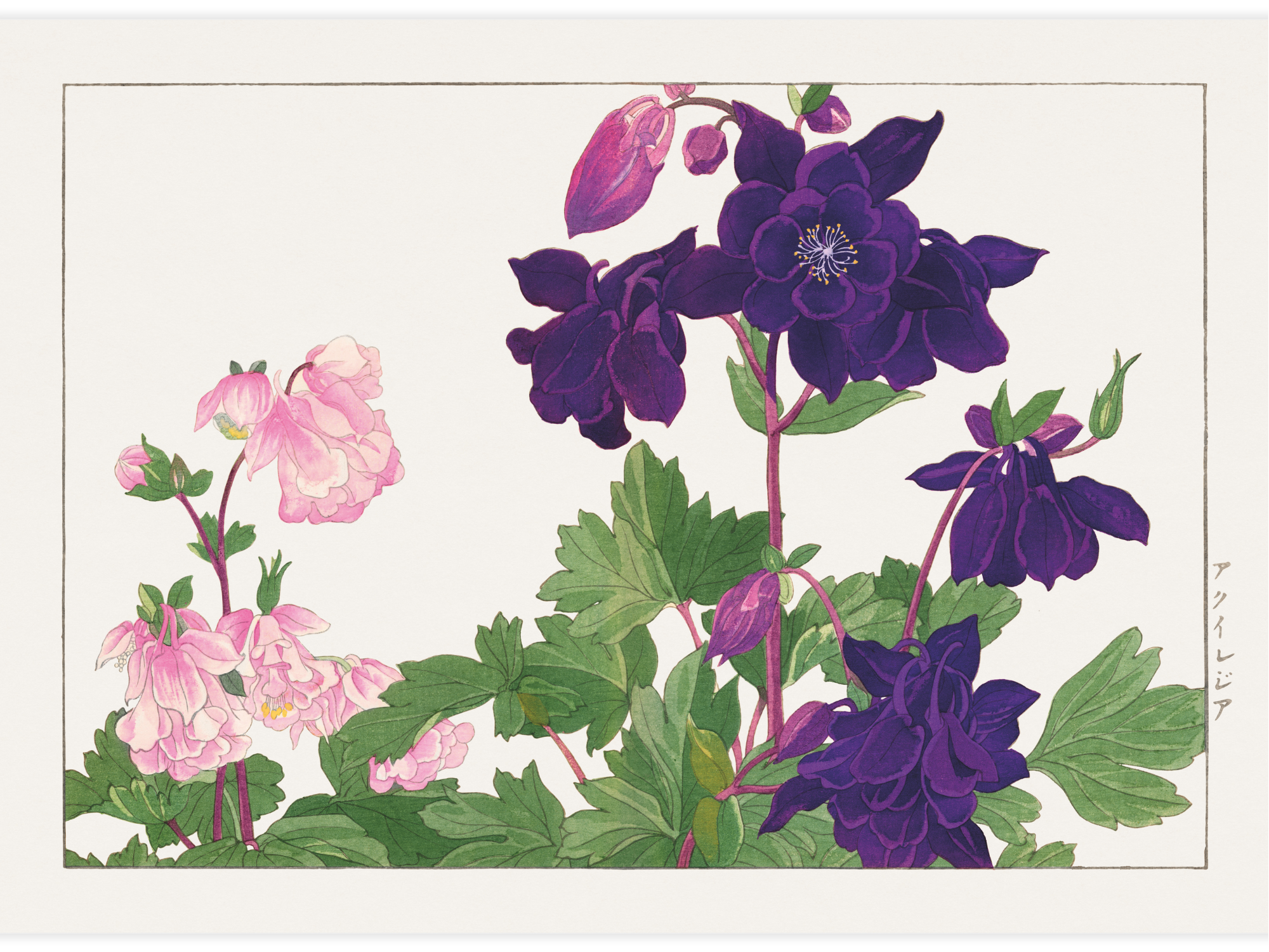 Bild på Aquilegia flower