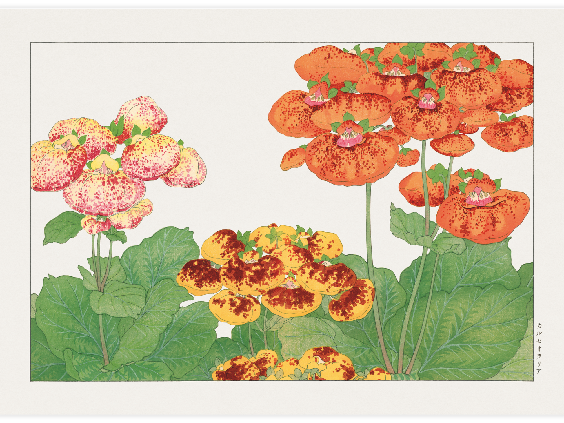 Bild på Calceolaria flower