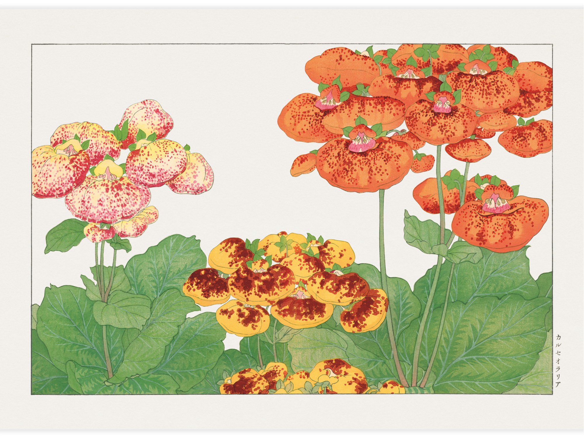 Bild på Calceolaria flower