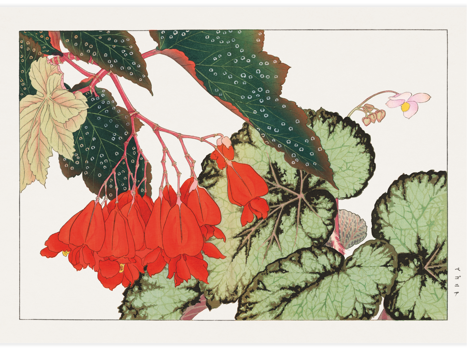 Bild på Cracklin Rosie Begonia flower