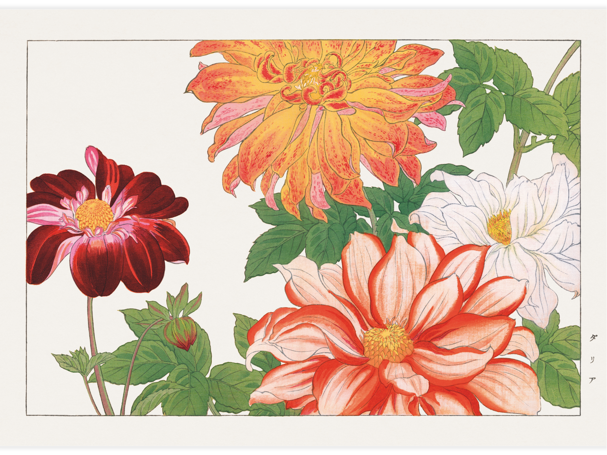 Bild på Dahlia flower