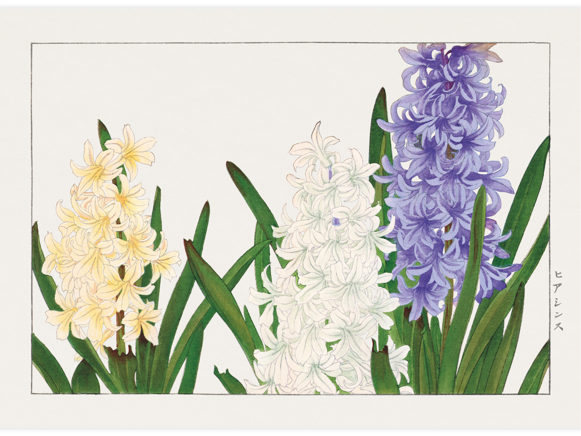 Bild på Hyacinth flower