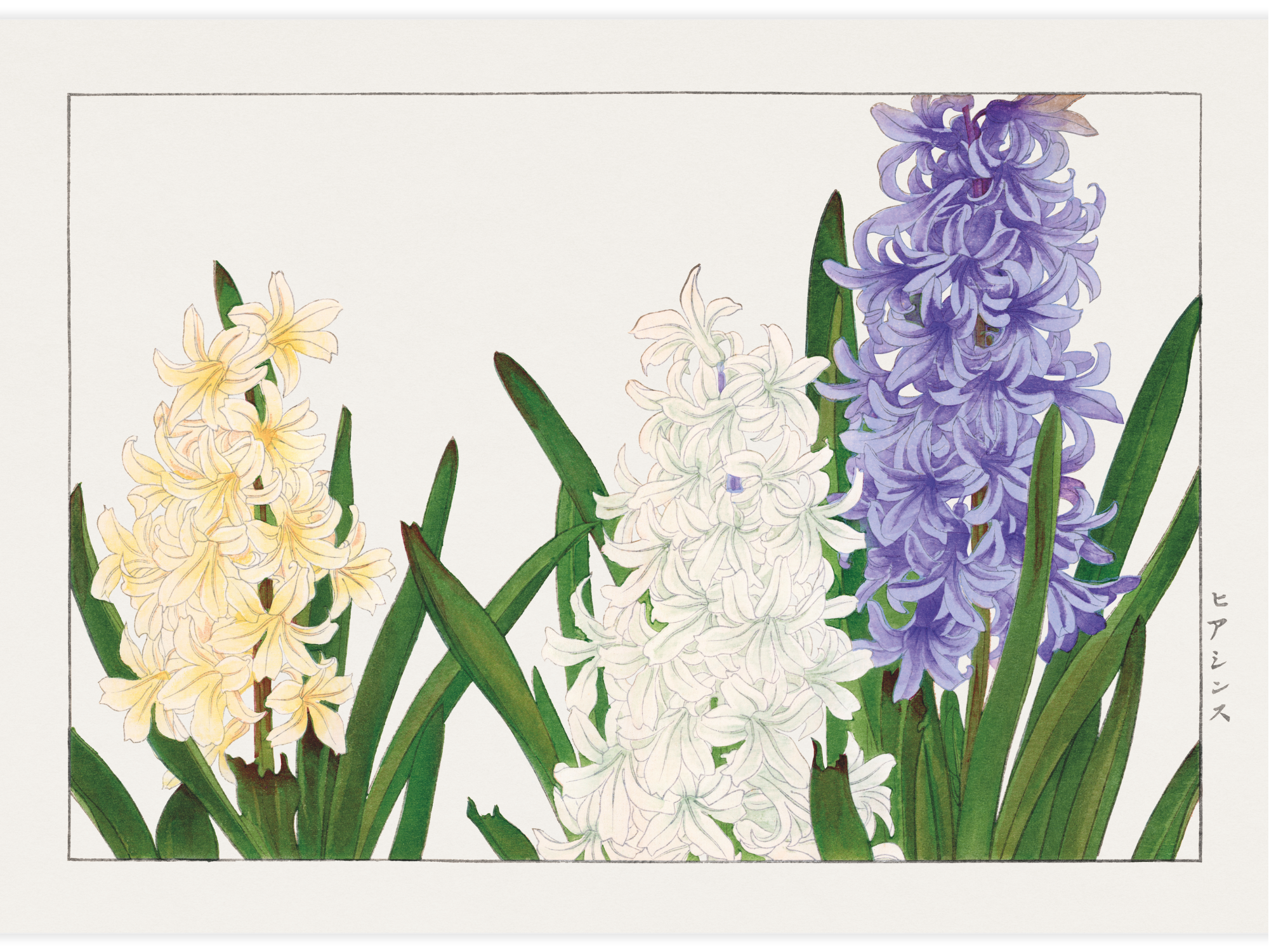 Bild på Hyacinth flower