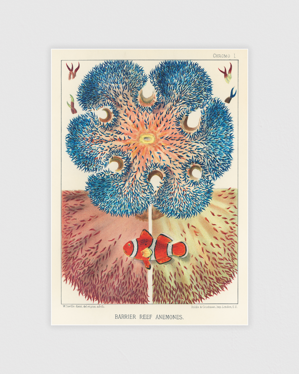 Bild på Barrier Reef Anemones No.2