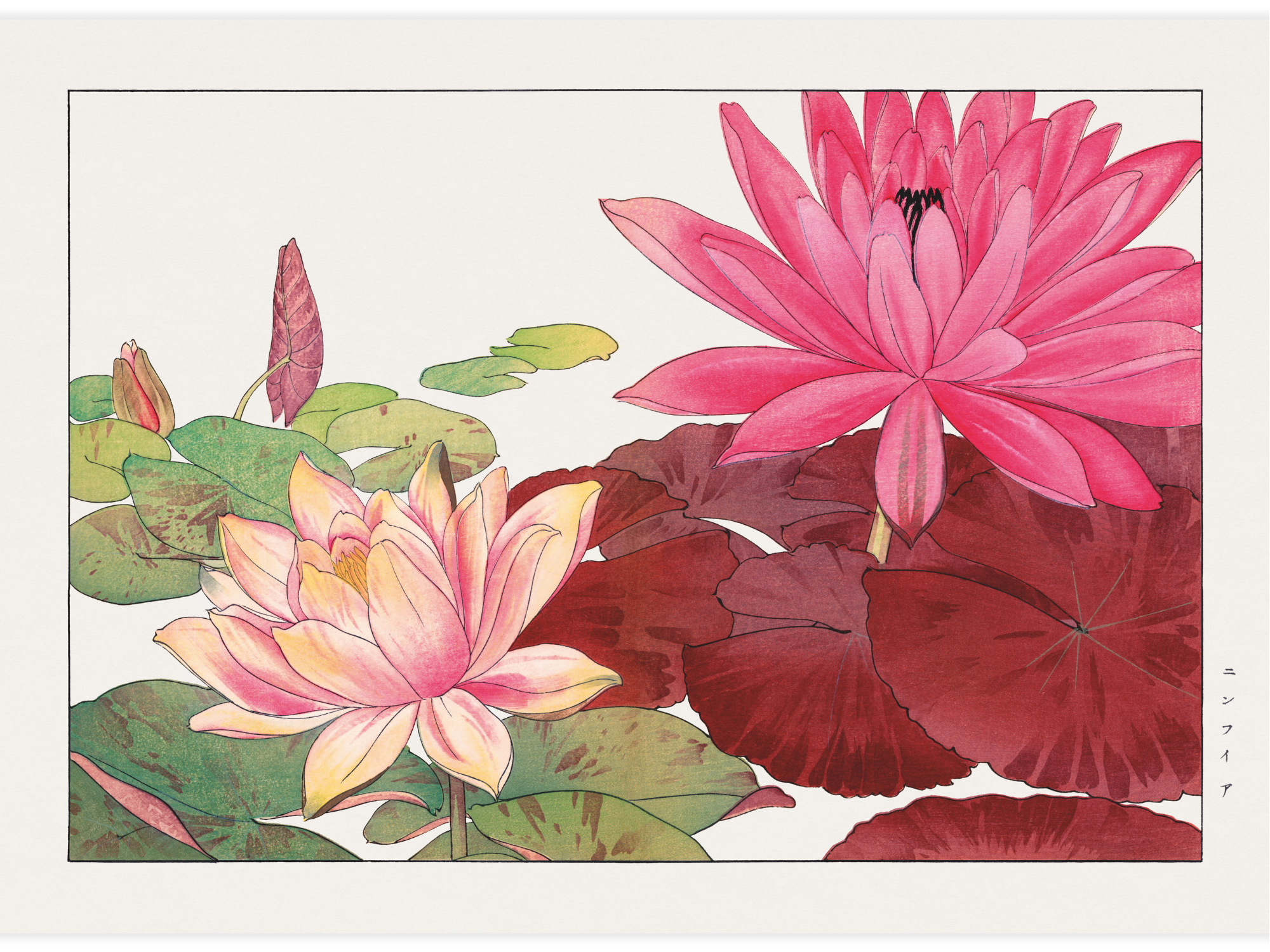 Bild på Nymphaea lotus flower