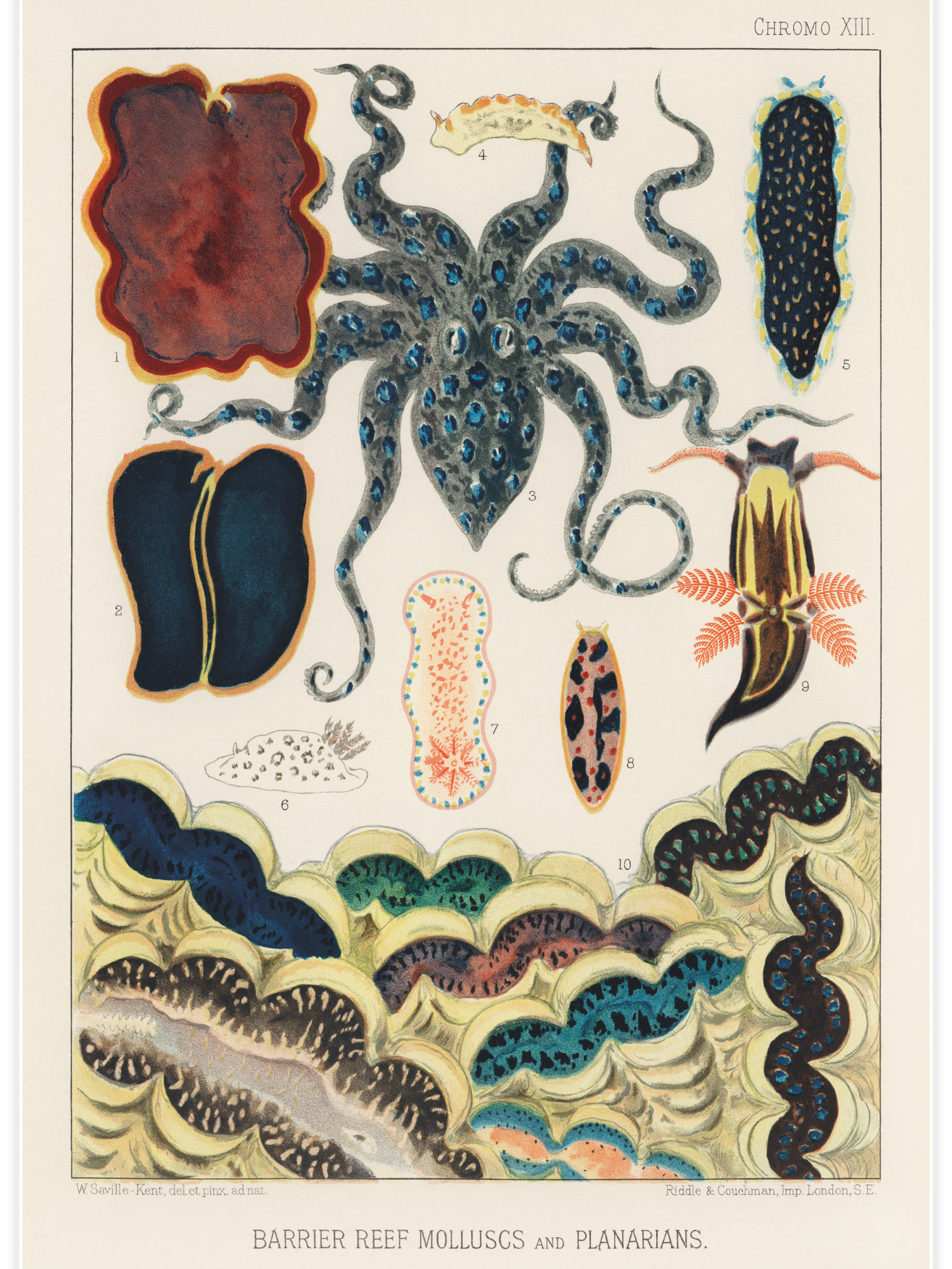 Bild på Barrier Reef Molluscs and Planarians