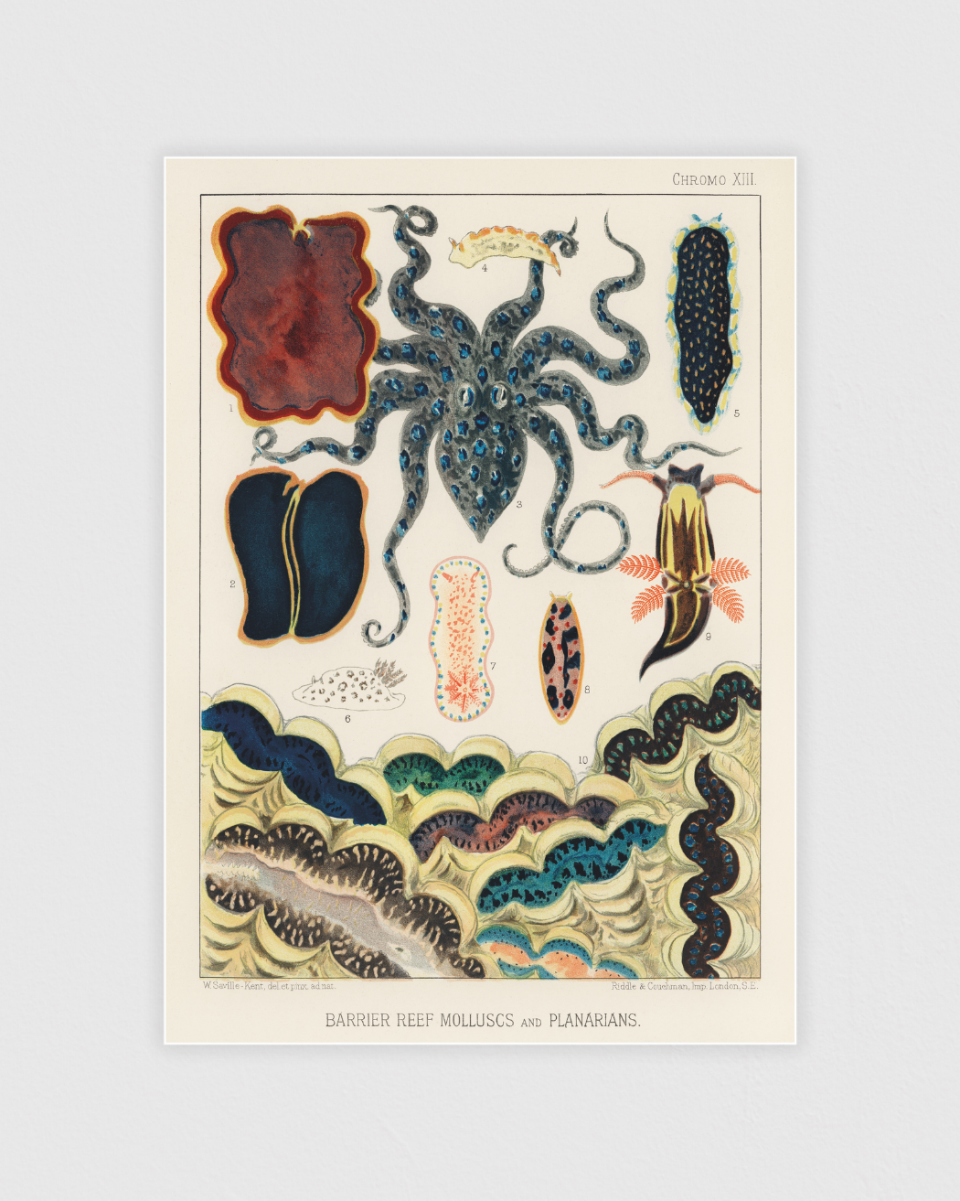 Bild på Barrier Reef Molluscs and Planarians