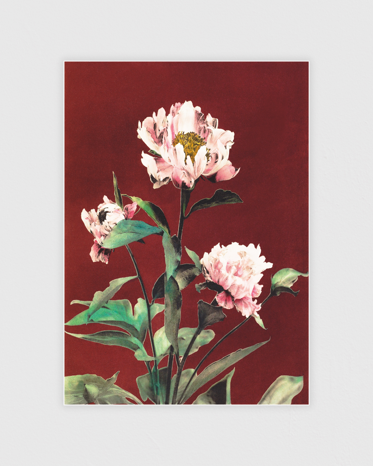 Bild på Hærdaceous Peony No.2