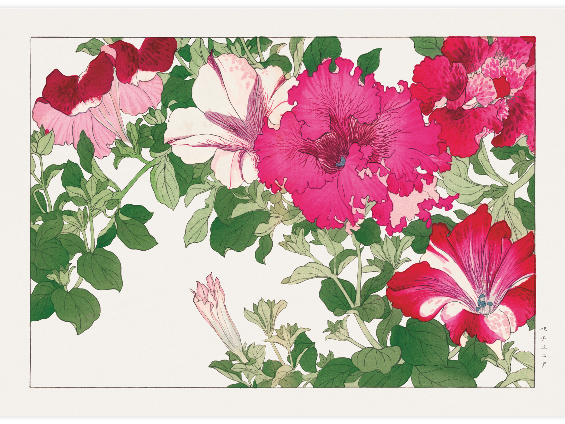 Bild på Petunia flower