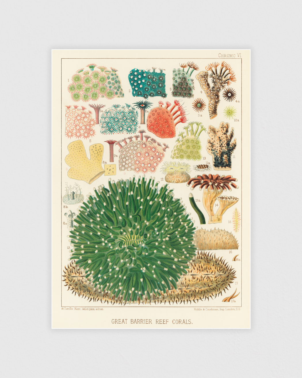 Bild på Great Barrier Reef Corals No.2