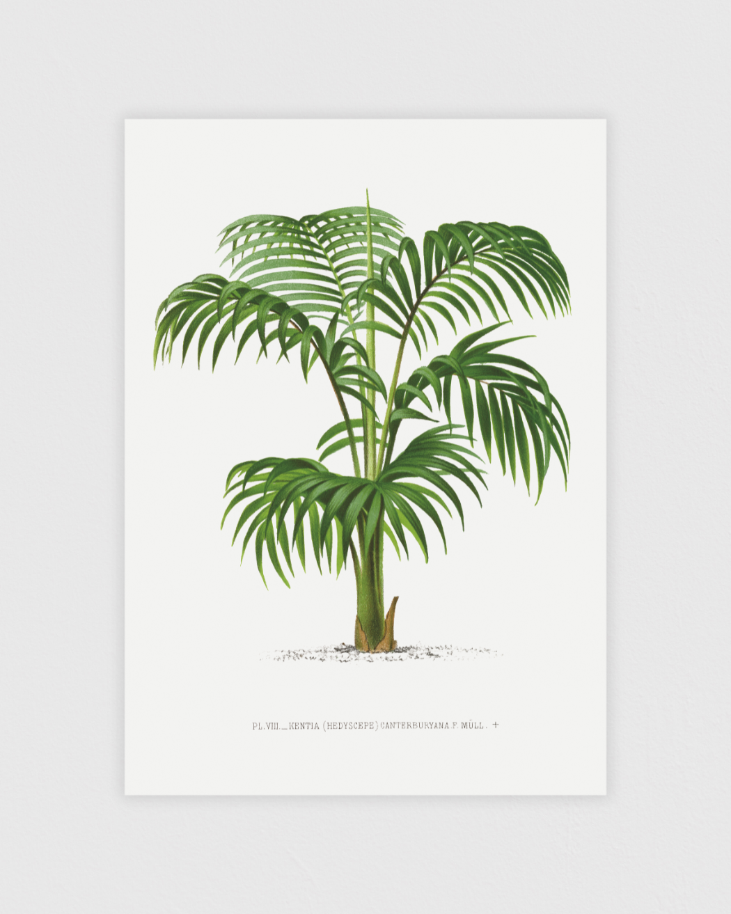 Bild på Vintage palm tree illustration No.1