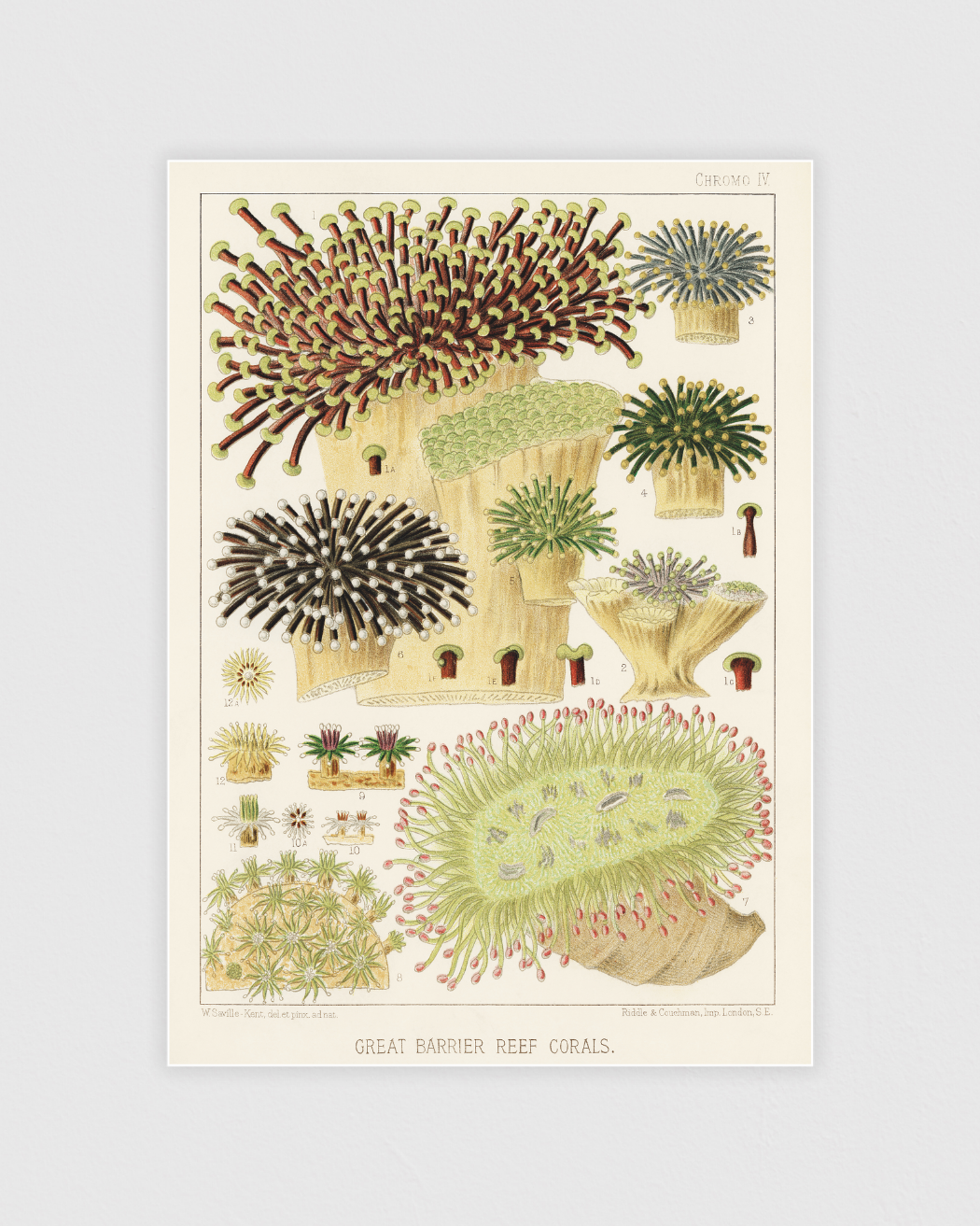 Bild på Great Barrier Reef Corals No.4