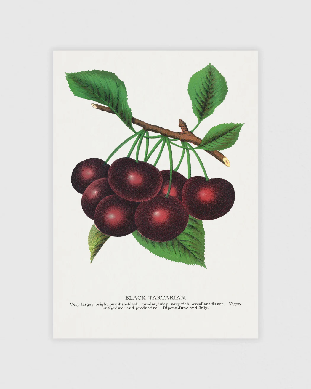 Vintage grafiskt Posterpaket