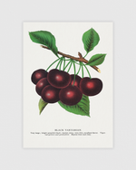 Bild på Black Tartarian