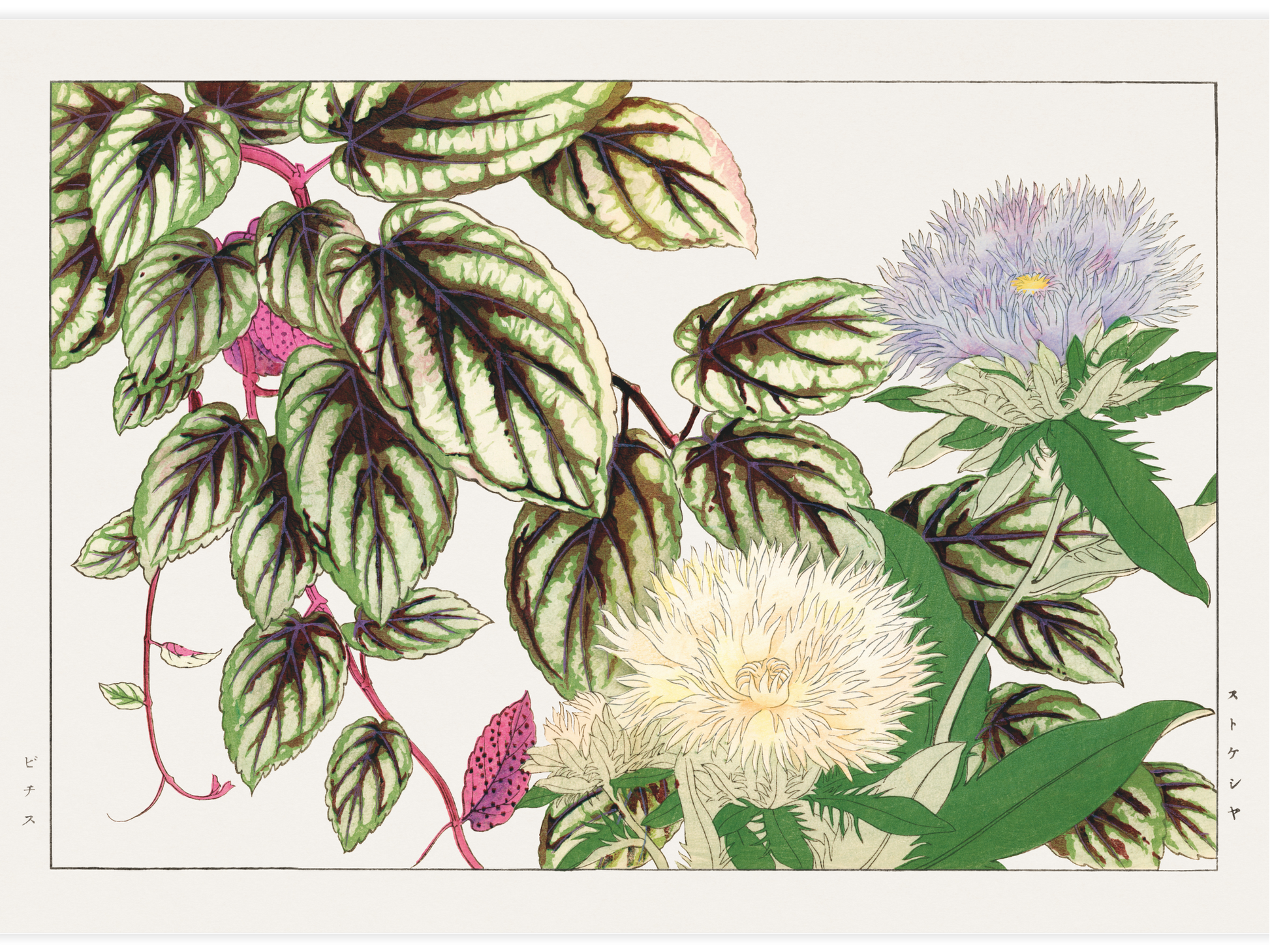 Bild på Vitis & Stokesia flower