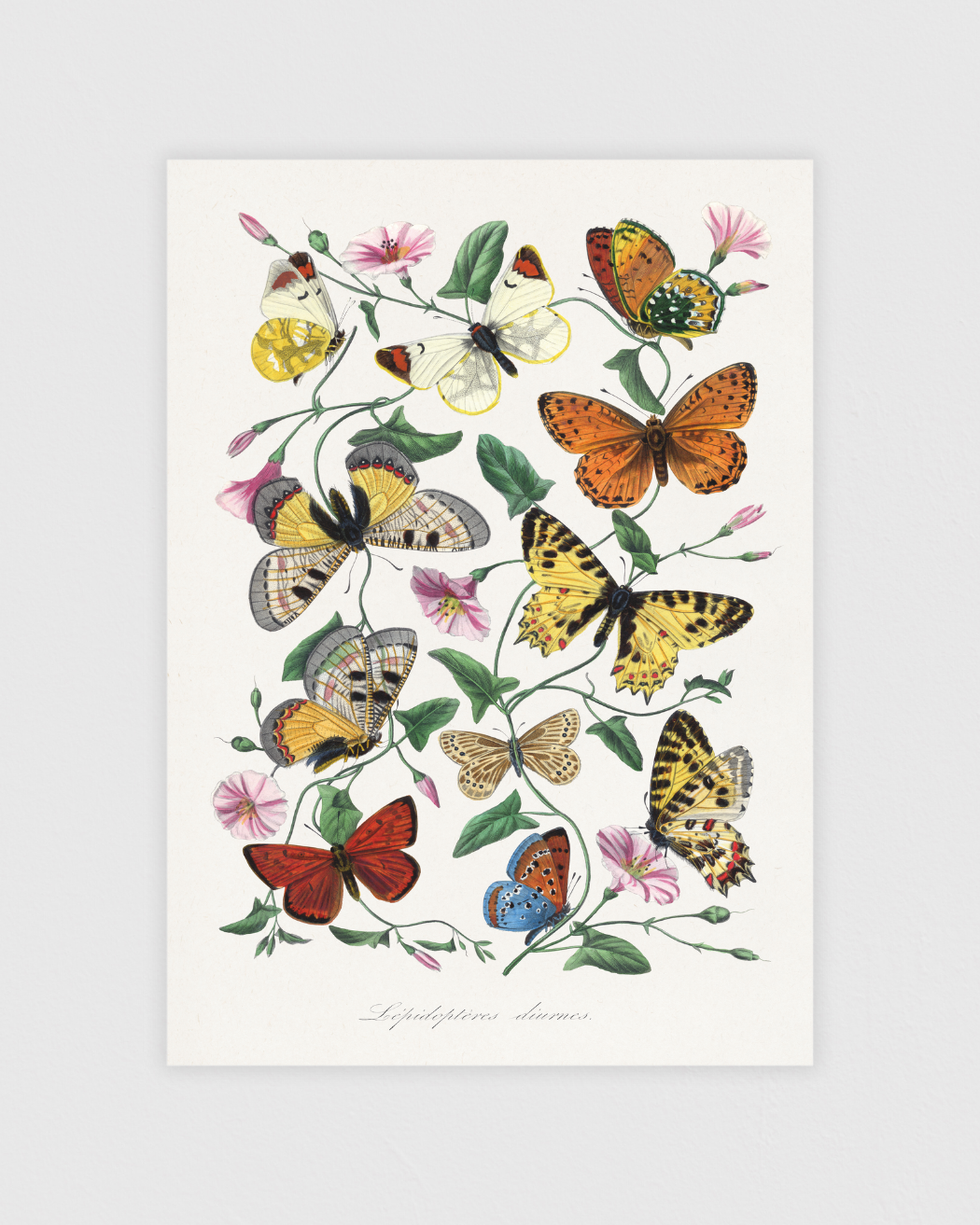 Bild på Butterfly and moth painting