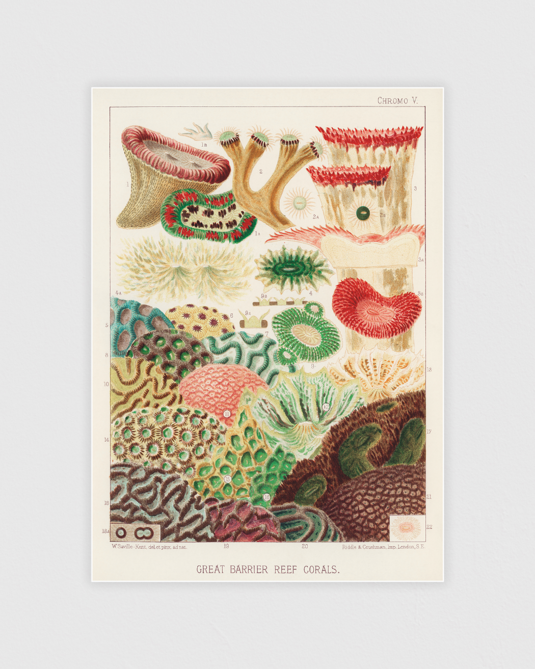 Bild på Great Barrier Reef Corals No.3