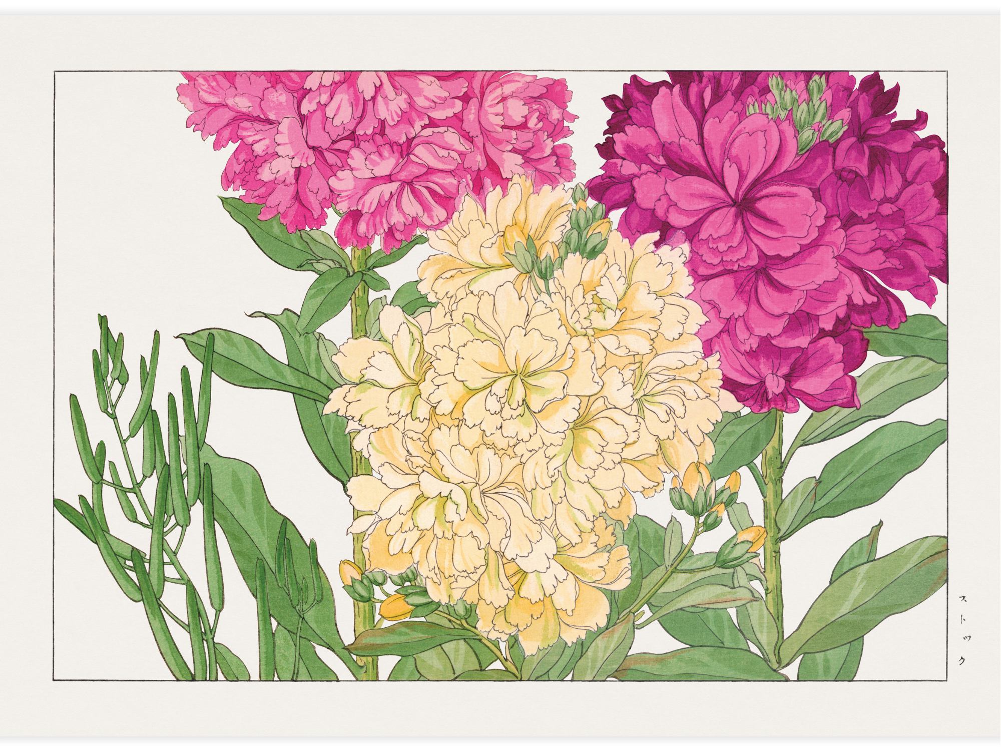 Bild på Stock flower