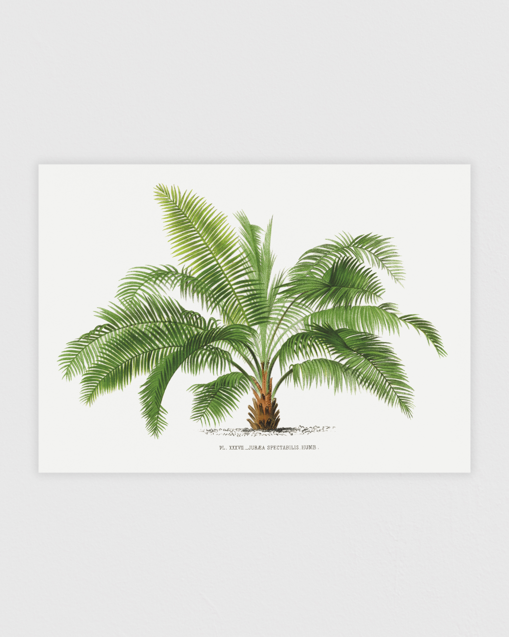 Bild på Vintage palm tree illustration No.2