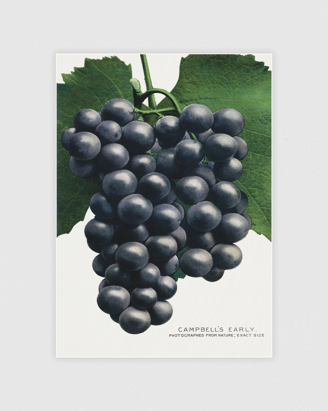 Bild på Campbell's Early grape