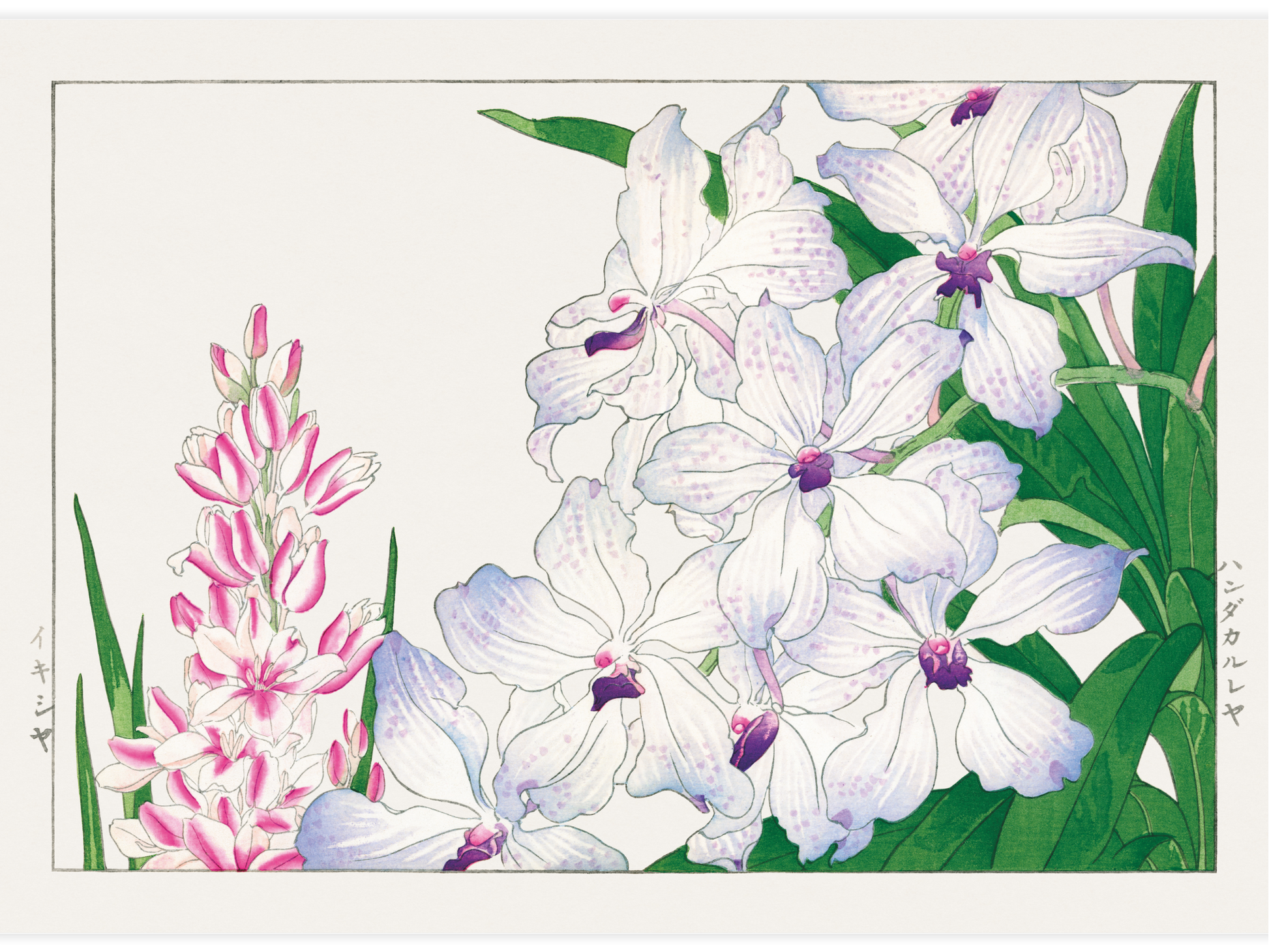 Bild på Ixia flower