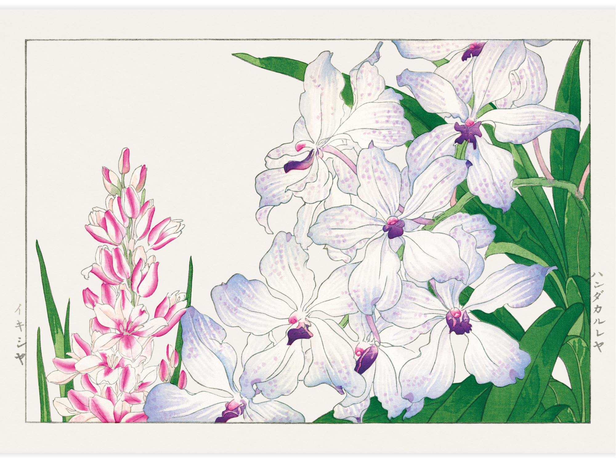 Bild på Ixia flower