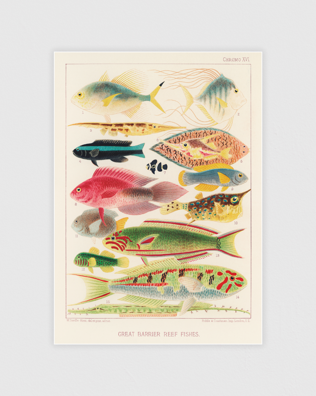 Bild på Great Barrier Reef Fishes No.2