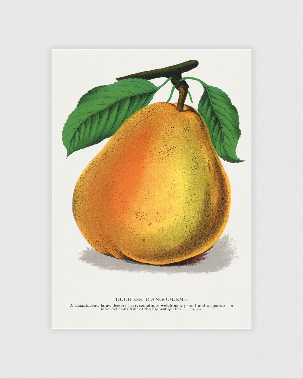 Bild på Duchess D’Angouleme Pear