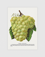 Bild på Green Mountain Grape