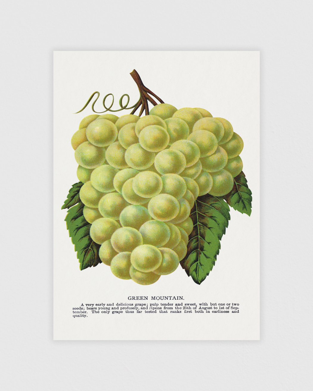Bild på Green Mountain Grape